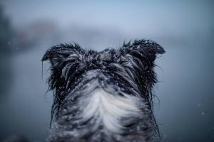 Image of dogs head in the falling snow overlooking the ocean, border collie. Stock Photography Free for Commercial Use.