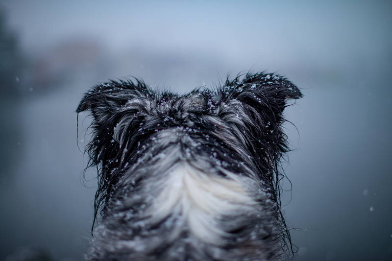 Image of dogs head in the falling snow overlooking the ocean, border collie. Stock Photography Free for Commercial Use.