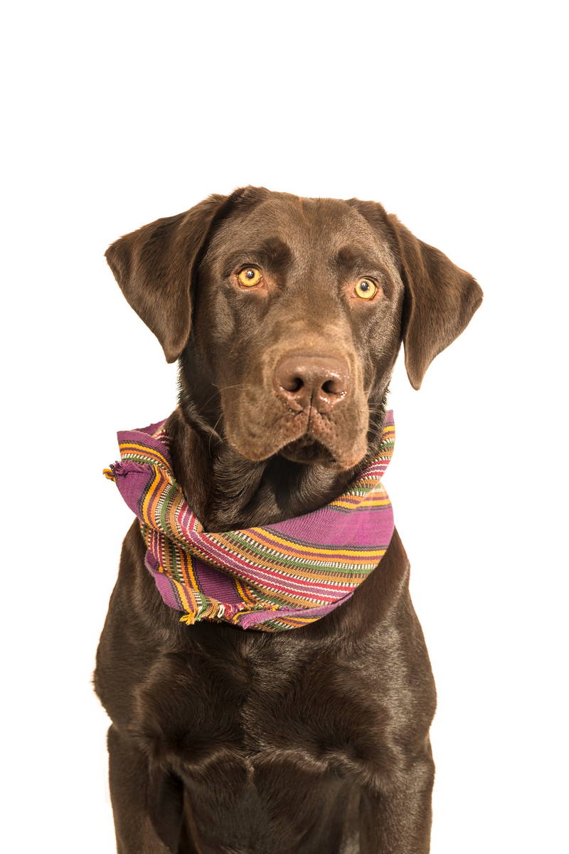 Brown dog with bandana on white background off leash. Stock Photography Free for Commercial Use.