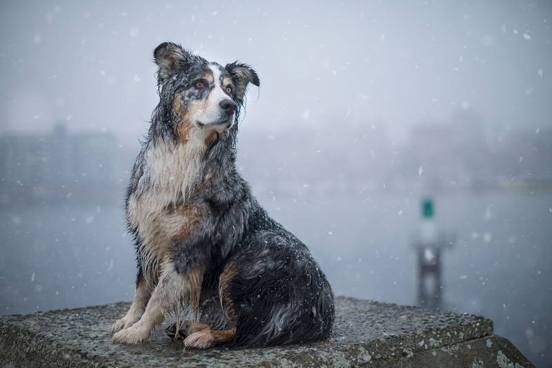 Image of dog sitting in the snow overlooking the ocean. Stock Photography Free for Commercial Use.