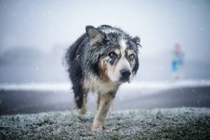 Image of dog running in the falling snow overlooking near the beach. Stock Photography Free for Commercial Use.