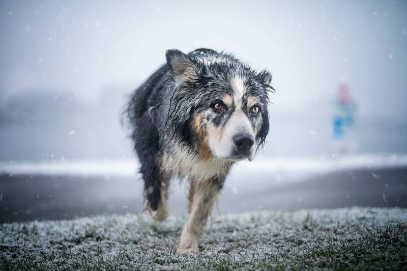 Image of dog running in the falling snow overlooking near the beach. Stock Photography Free for Commercial Use.
