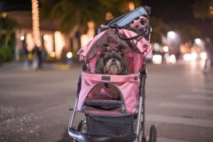 Shaggy dog in pink stroller on street off leash. Stock Photography Free for Commercial Use.