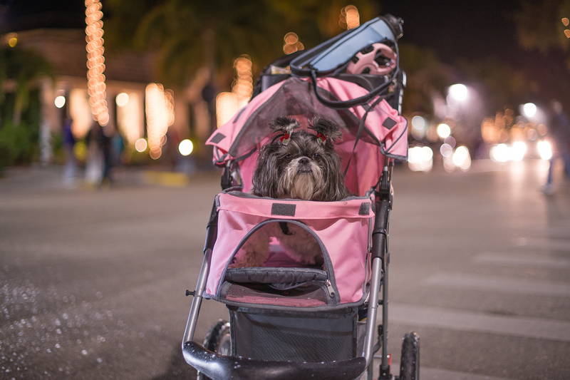 Shaggy dog in pink stroller on street off leash. Stock Photography Free for Commercial Use.