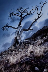 Hilltop haunting looking dead tree. Stock Photography Free for Commercial Use.