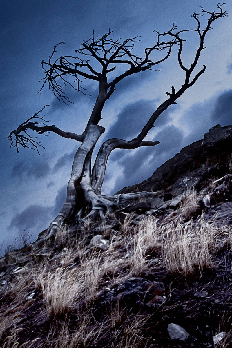 Hilltop haunting looking dead tree. Stock Photography Free for Commercial Use.